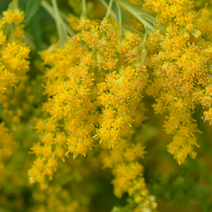 Mimosa