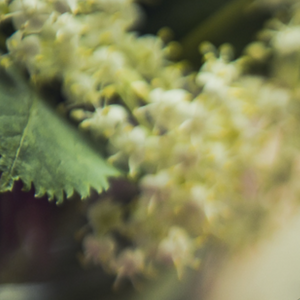 White Jasmine & Mint