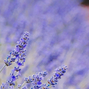 French Lavender