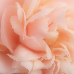 Cashmere Petals